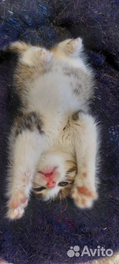 Котенок в дар