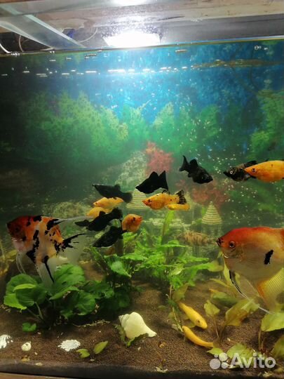 Аквариум с рыбками