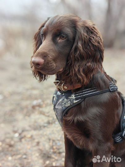 Продам собаку