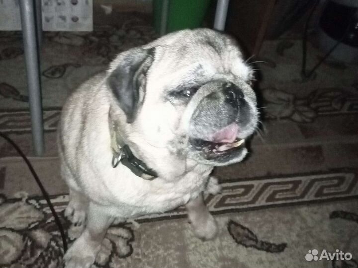 Передержка животных(коты, собаки, грызуны, птицы)