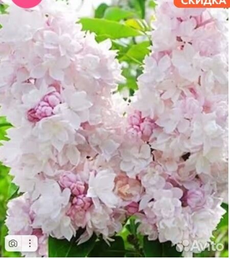 Сирень Красавица Москвы и др. красивые сирени