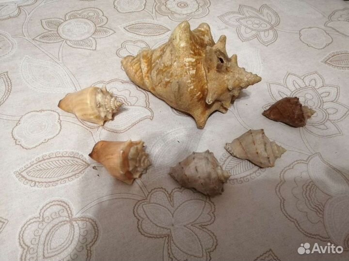 Морские ракушки