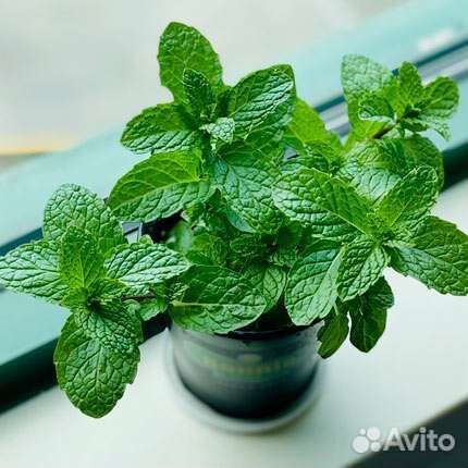 Мята сортовая