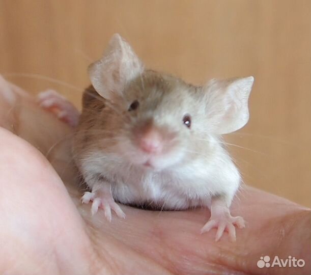 Мышки декоративные цветные ручные