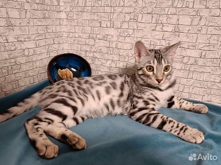 Бенгальский серебро мальчик