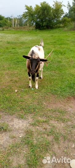 Продам дойных коз. Все вопросы по телефону