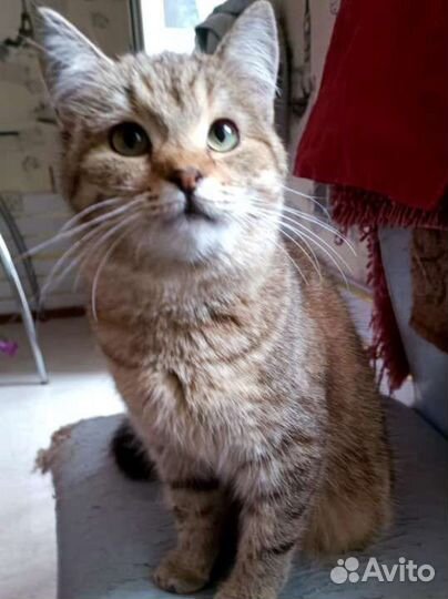 Котенок с мультяшной внешностью