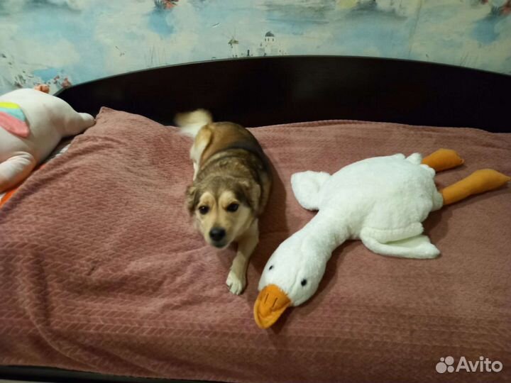 Собачка в добрые руки