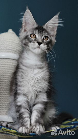 Котята Мейн Кун