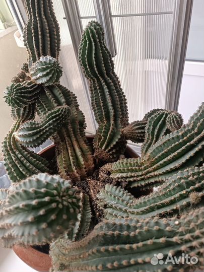 Кактус отростки бесплатно