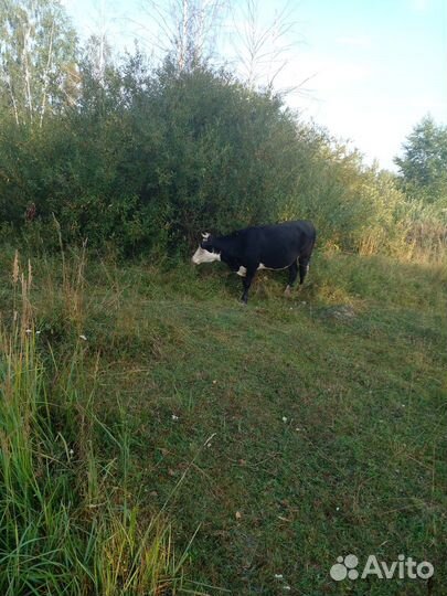 Телки нетели коровы