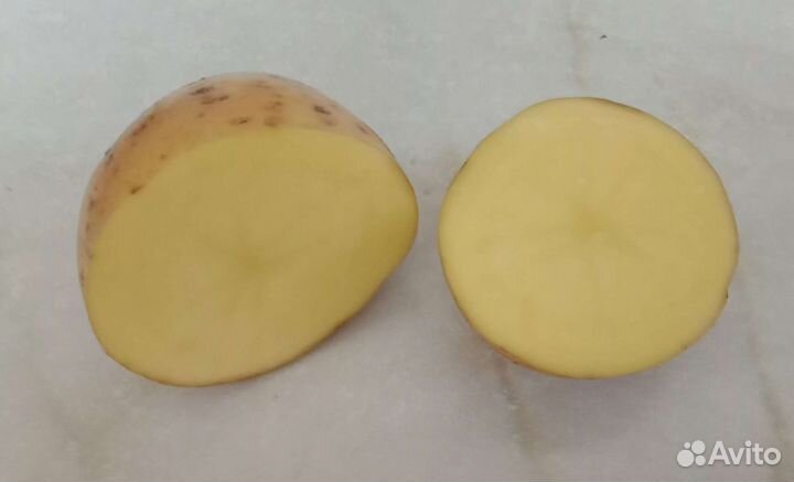 Семенной картофель желтый