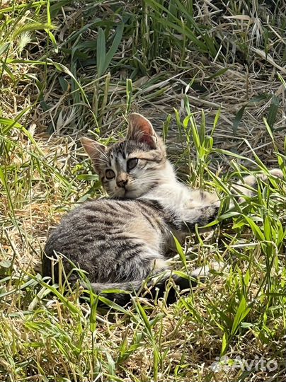 Бездомные малыши-котята на улице