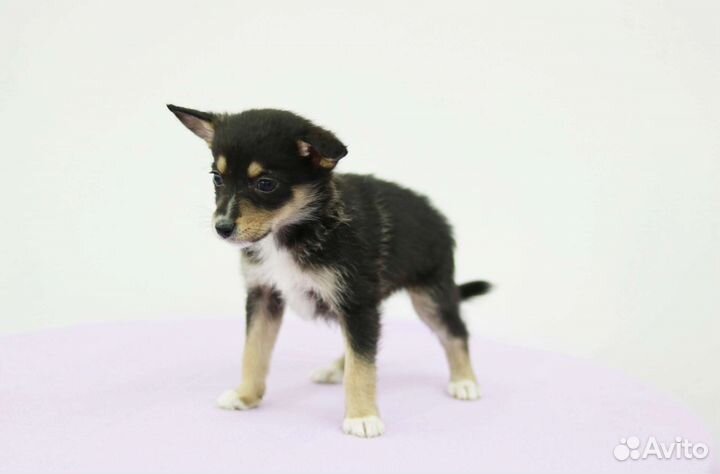 Щенок мальчик