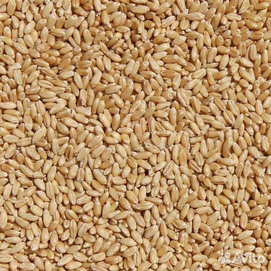 Пшеница зерно