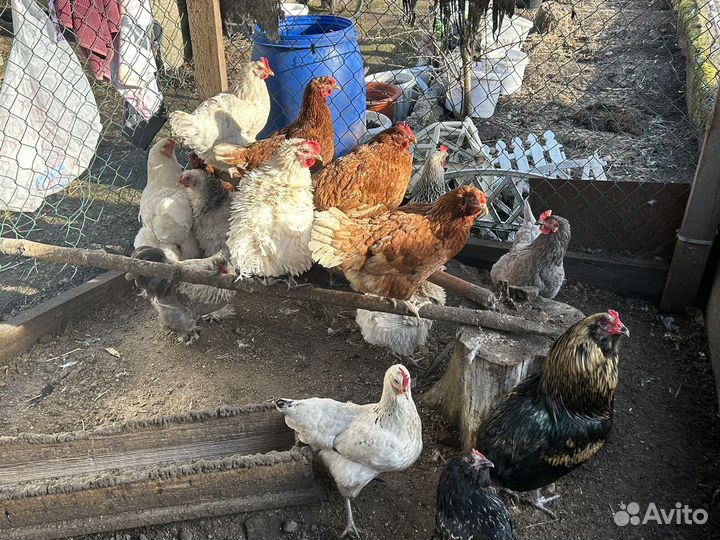 Инкубационное яйцо карликовых и обычных кур