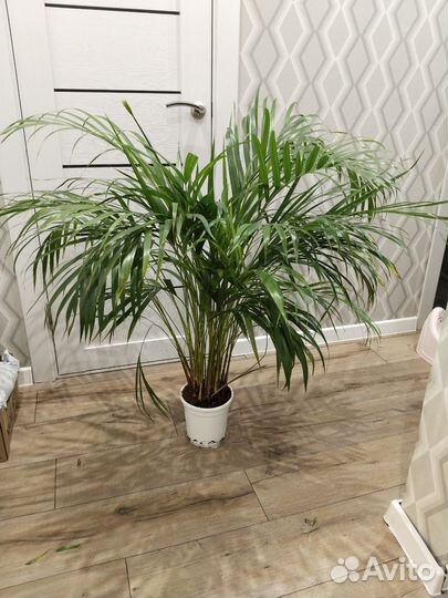 Пальма арека дипсис комнатные растения цветы