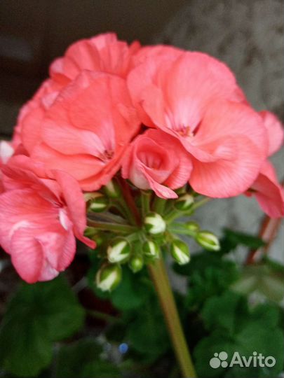 Пеларгония герань