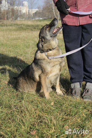Собака в добрые руки, Дуня