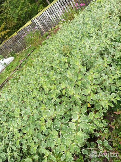 Дерен белый элегантиссима живая изгородь