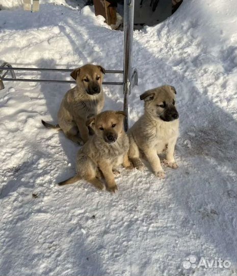 Щенки хотят домой