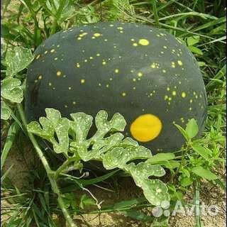 Семена арбуза