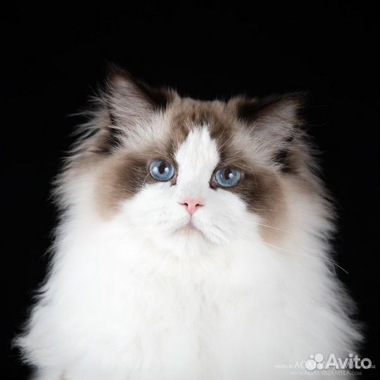 Котята рэгдолл Seal Bicolor