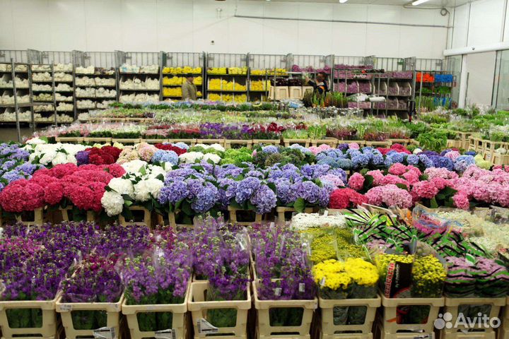 Цветы оптом розы хризантемы. Доставка