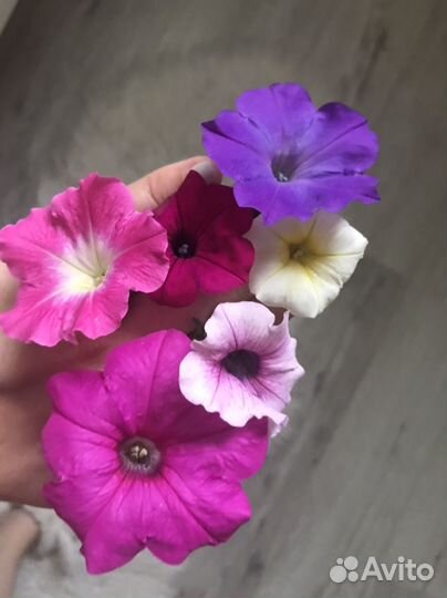 Рассада петунии Тайдал, Тайна, Изи Вейв, Шок вейв