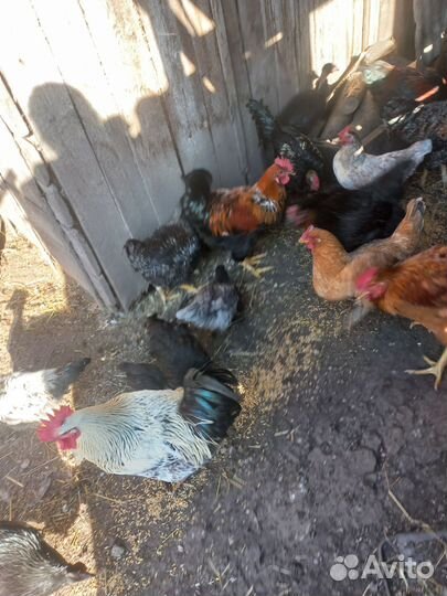 Продам петухов