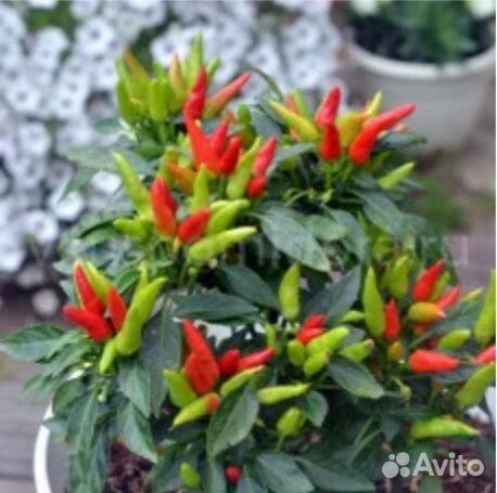 Рассада комнатного горького перца