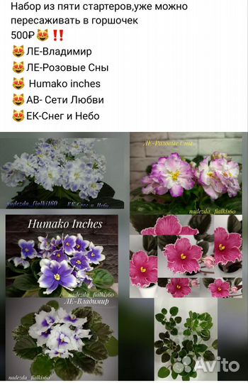 Набор из пяти сортовых стартеров фиалок