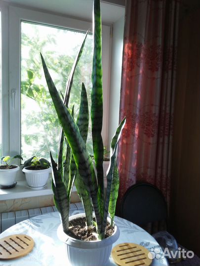 Щучий хвост (Сансевиерия)