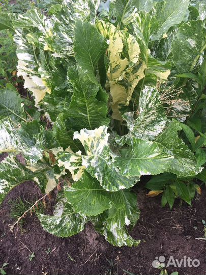 Хрен вариеганта