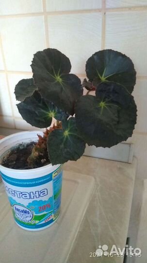 Комнатные растения