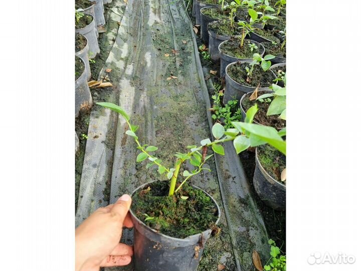 Голубика сорт Bluecrop 2 года