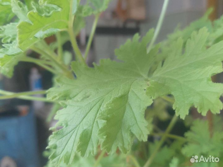 Пеларгония герань лечебная