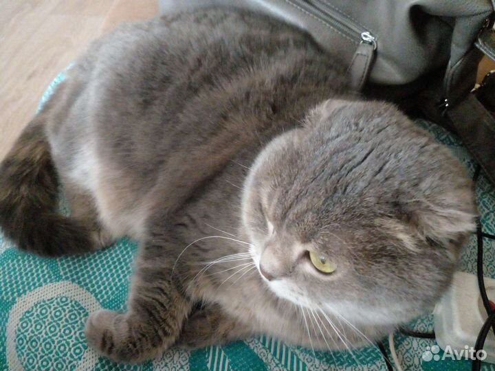 Шотландская вислоухая кошка бесплатно