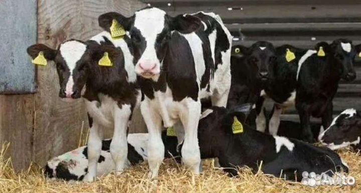 О Телята бычки и быки нетели