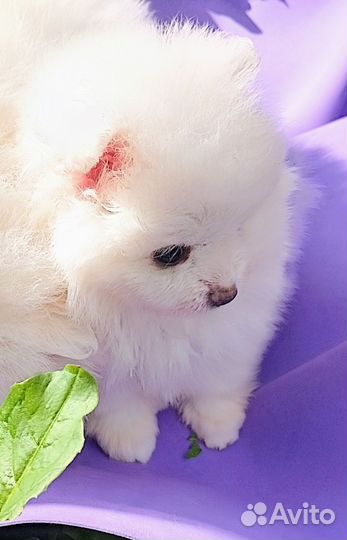 Щенки шпица