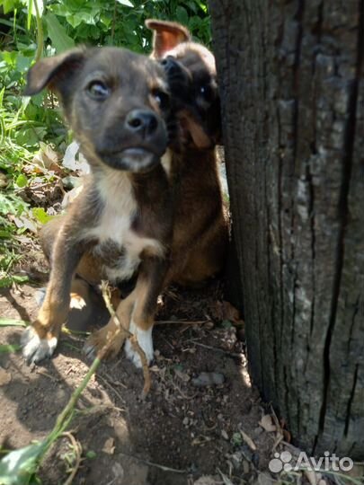 Парень 2,5 месяца. Будет до 12кг