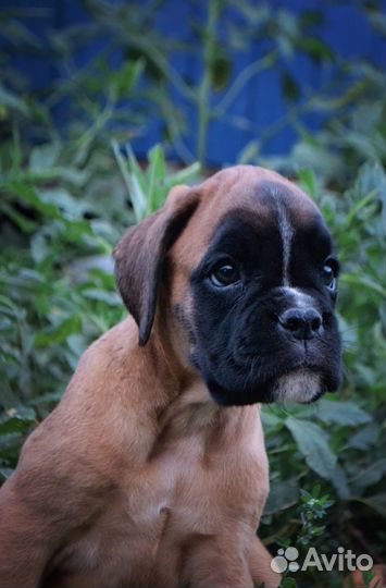 Боксер ражая девочка