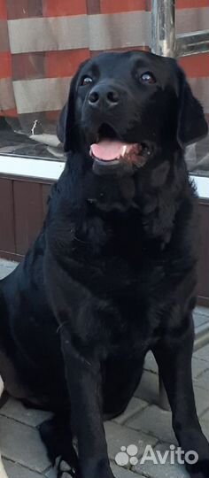 Щенки лабрадора
