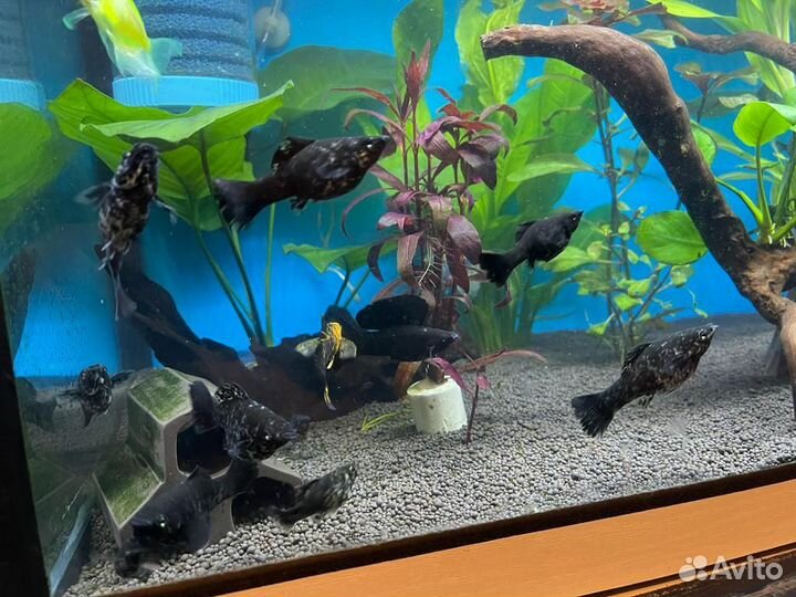 Рыбка аквариумная моллинезия