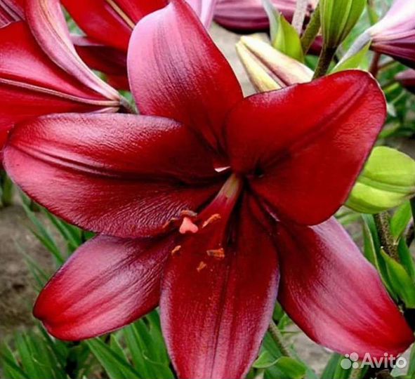 Лилии луковицы