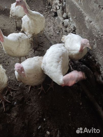 Индюшата утяжеленый крос