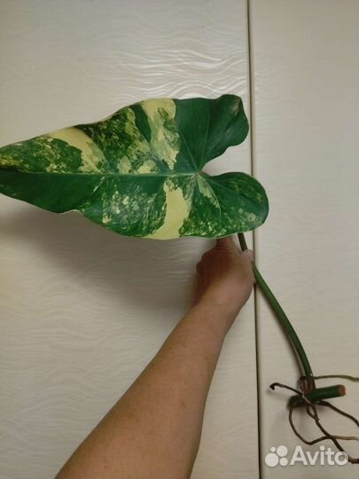 Сортовые филодендроны