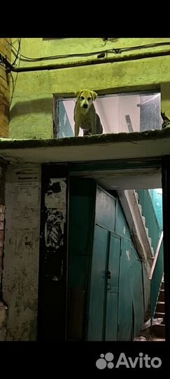 Собака мальчик знает команды