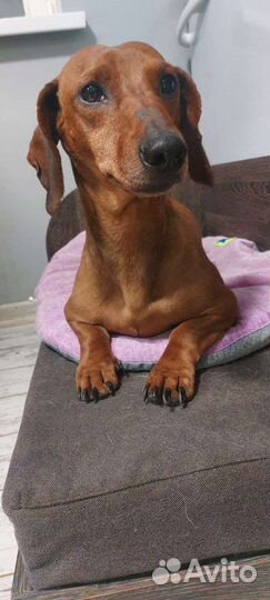 Такса Лаки ищет дом