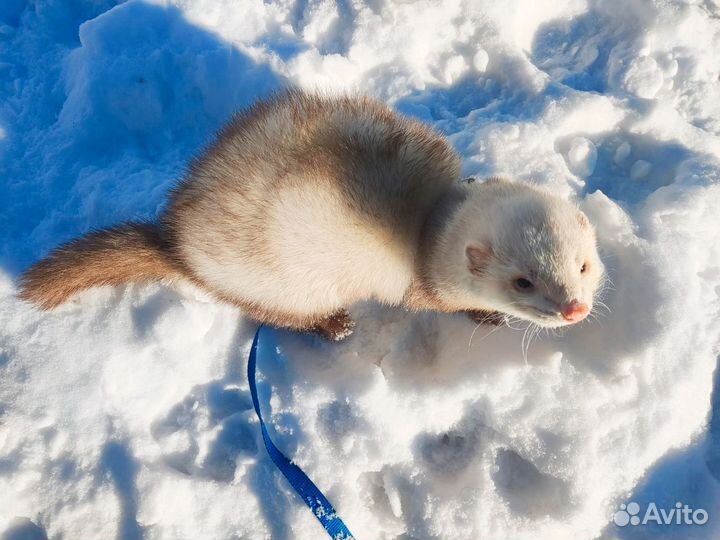 Белый хорек